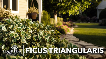 Ficus Triangularis | 3 Live Plants | Ficus Triangularis | Indoor Houseplant | Live Evergreen Tree | Low Maintenance | Air Purifying | Unique Leaf Shape | Home or Office Decor