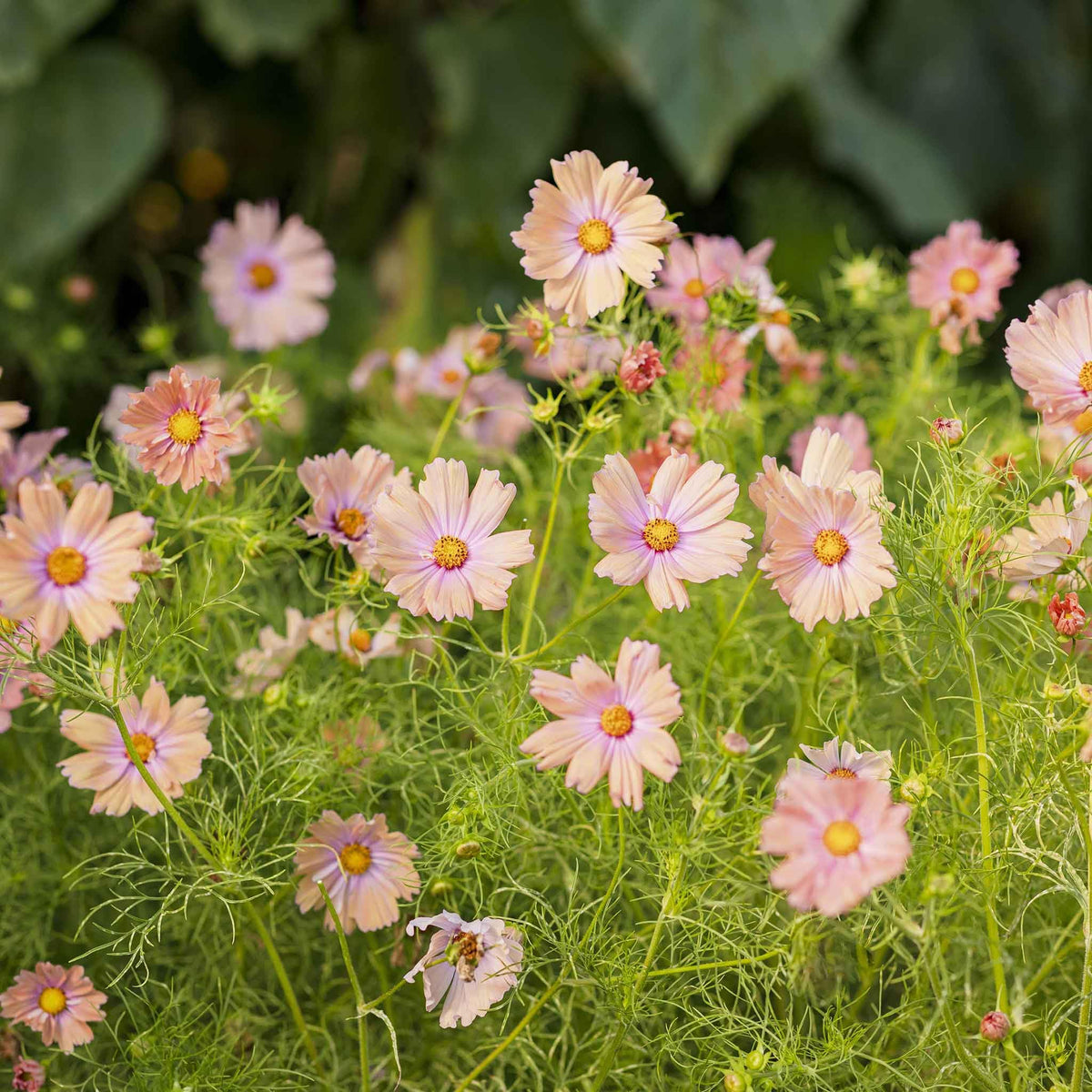 Eden Brothers Cosmos Seeds - Apricotta
