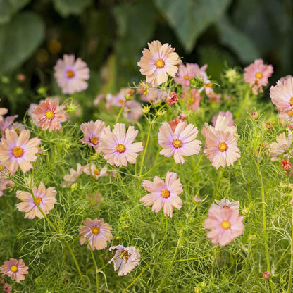Eden Brothers Cosmos Seeds - Apricotta