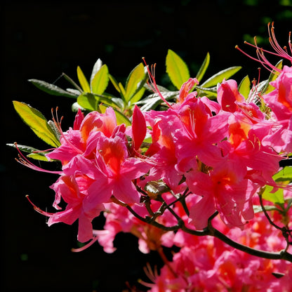 30 Azalea Seeds for Planting, Mixed Color Rhododendron Flower Seeds, Non-GMO Heirloom Azalea Seed for Home Garden Outdoor
