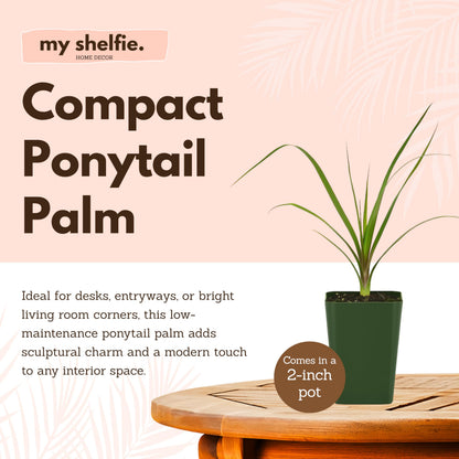MyShelfie - Ponytail Palm (Beaucarnea Recurvata) Live Indoor House Plant in 2-Inch Pot – Low Maintenance, Air-Purifying Plant