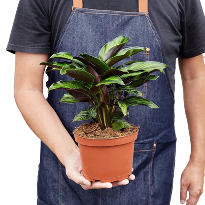5 Pack Calathea 'Beauty Star' in 4in Pot - Live Plants Tropical Houseplants | Variegated | USA Growers | The Snobby Leaf