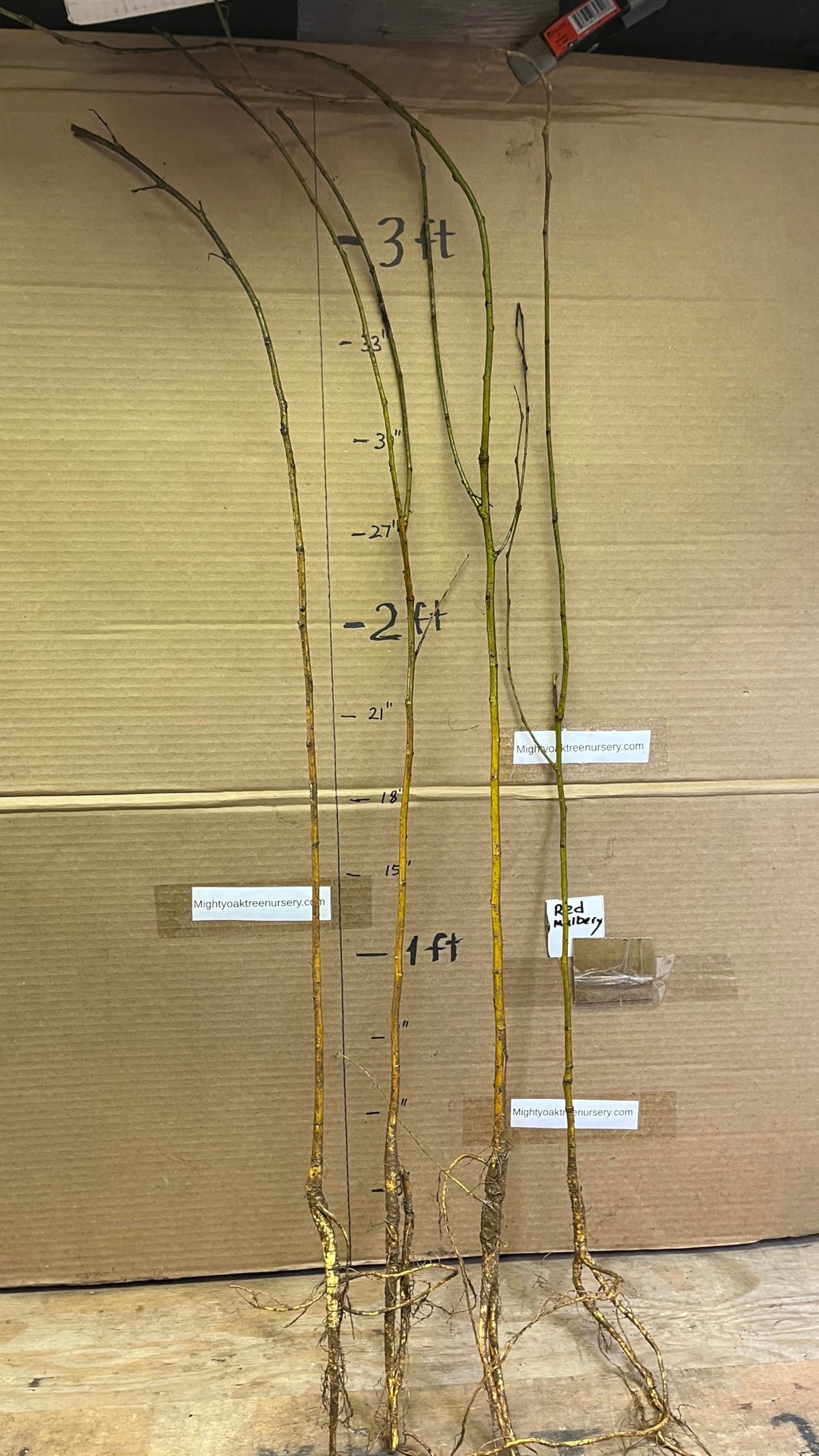 24-36" Tall Red Mulberry (Morus rubra) Plant, Bare Root