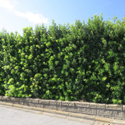 Perfect Plants Podocarpus Maki in 1 Gallon Pot | Live Evergreen Hedge Plant for Outdoor Growing | Japanese Yew Shrub for Privacy & Landscape | Bonsai Tree Starter for Indoor Garden | Full Sun