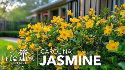 Carolina Jasmine | 1 Large Trade Gallon Size Plants | Gelsemium sempervirens | Evergreen Climbing Vine | Yellow Flowering Landscape Plants