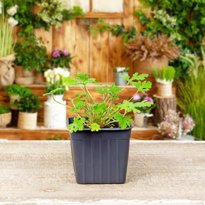 Live Citronella Geranium Plants (4-Pack); Pelargonium Citronella Scented Potted Plants