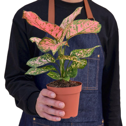2 Pack Chinese Evergreen 'Lady Valentine' in 2in Pot - Live Plants Tropical Houseplants | Variegated | USA Growers | The Snobby Leaf