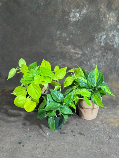 PLANTVERS Set of 3 Philodendron Plants in 4'' Nursery Pots – Brazil, Lemon Lime & Jade Heartleaf Philodendron Varieties – Live Indoor Vining Houseplants – Variegated Easy Care & Air Purifying Plants
