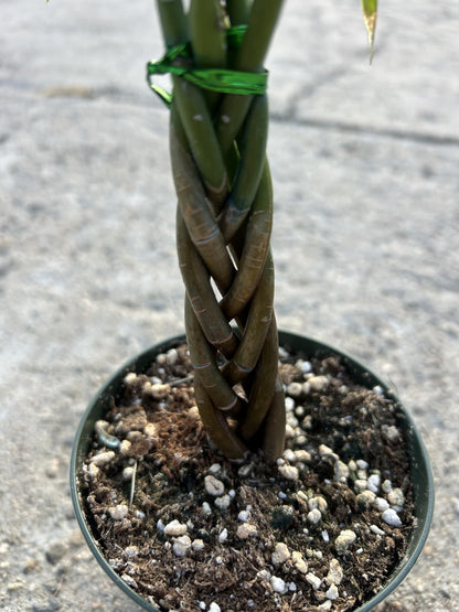 Live Money Tree Plant, 5 Braided Pachira Aquatica in 4 Inch Pot, Indoor Green Plant with Soil, Low Water Requirements, Bright Indirect Light