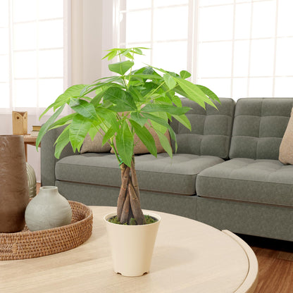 Live Braided Money Tree Pachira Aquatica Indoor Houseplant in Arcadia Garden Product's Branded Plastic Pot, Tropical Plant Collector Gift for Home and Garden Decor, 4-in, Beige
