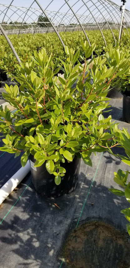 Live Plant, Rhododendron X `PJM Elite` Evergreen Lavender Flowers, 3-Gallon Fully Potted Plant Bush from Green Promise Farms