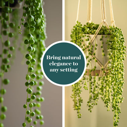 Shop Succulents String of Pearls Succulent Plant 2" Grow Pot Pack of 32