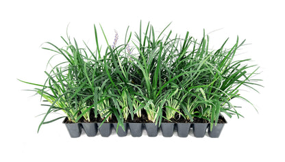 Super Blue | 20 Live Plants | Liriope Muscari | Ground Cover Plant, Ornamental Grass, Drought Tolerant, Low Maintenance, Evergreen Foliage, Purple Flower Spikes, Shade Garden Favorite, Easy to Grow