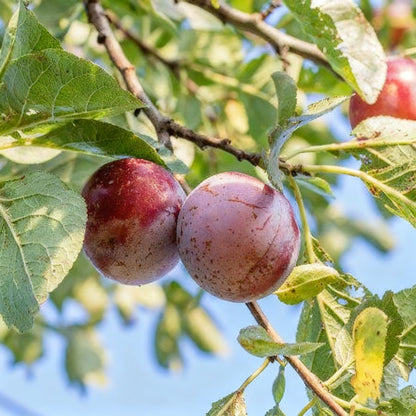10 Prunus Domestica Seeds for Planting, Perennial Plum Fruit Tree Seed, Non-GMO Fruit Tree Seeds for Home Garden, Potted Decoration
