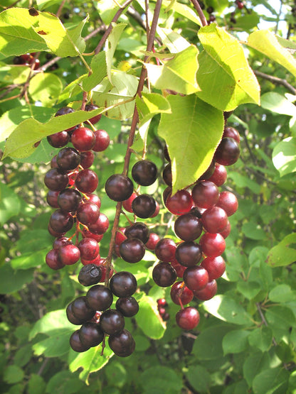 12-24” Tall Chokecherry Prunus virginiana, 1-2 Year Old Bare Root Plant