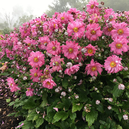 Live Plant Green Promise Farms, Proven Winners Anemone Fall in Love Sweetly Japanese Anemone, Pink Flowers - #1 Gallon Size Container - Plant Will NOT Ship to AZ, CA, HI, ID, MT, NV, OR, PR, UT & WA!