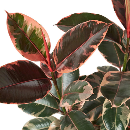 3 Pack Ficus Elastica 'Ruby Pink' in 4in Pot - Live Plants Tropical Houseplants | Variegated | USA Growers | The Snobby Leaf