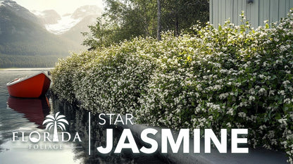 Jasmine Star Confederate I 2 Large Trade Gallon Size Plants I Trachelospermum Jasminoides I Live Fragrant White Star-Shaped Flowers, Perfect for Trellises, Fences, and Arbors