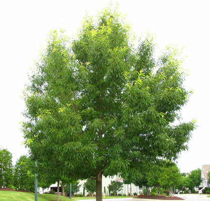 Live Plant - Sawtooth Oak Tree - 18-24" Tall - Live Plant - Bareroot - Quercus acutissima