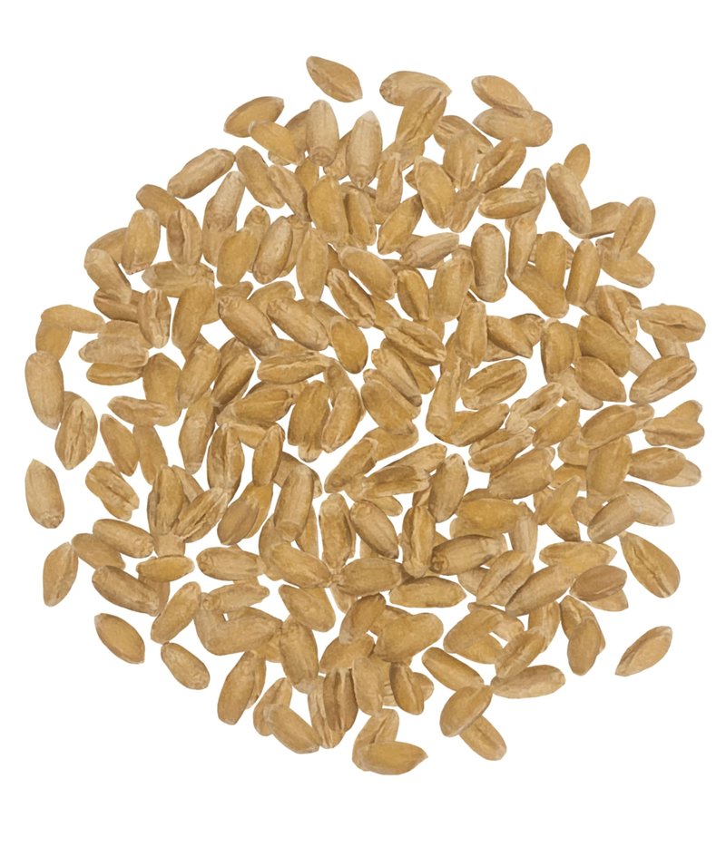 CLEAR CREEK Spelt Berries | 4 lb | Vegan | Non-GMO Project Verified | North American Grown
