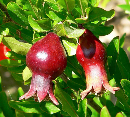 Dwarf Pomegranate Plant - Punica - Bonsai/Houseplant/Outdoors - Edible - 4" Pot