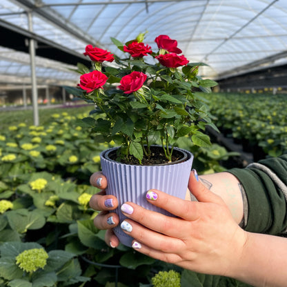 Thorsen's Greenhouse Mini Rose Bush, Spring Blooming Live Plant, Suprise Bloom Color, Gift for Mom, 4" Diameter Plant (Lavender)