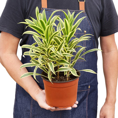5 Pack Dracaena 'Song of India' in 6in Pot - Live Plants Tropical Houseplants | Variegated | USA Growers | The Snobby Leaf