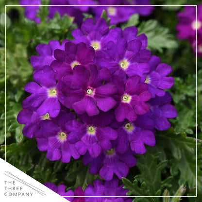 Live Flowering Verbena - Popping Purple (2 Plants Per Pack) - Healthy Flowering Plant - Beautiful Spring Color - 10" Tall by 5" Wide in 1Qt Pot