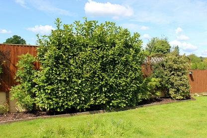 Live Plant - 3 Bay Leaf Trees - 3-6" Tall Live Plants - Sweet Bay Laurel - Laurus nobilis