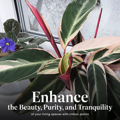 American Plant Exchange Stromanthe Triostar – 6-Inch Pot with Cover – Live Easy Care Indoor Houseplant, Air-Purifying, Bright Light Tropical Plant for Home, Office & Garden Decor