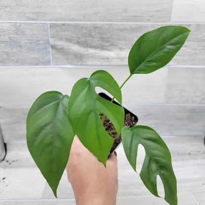 Rare Mini Monstera Philodendron Rhaphidophora Tetrasperma Live Plant - Indoor Plants Live Houseplants - Ginny Monstera Plant in 4" Pot by 3exoticgreen