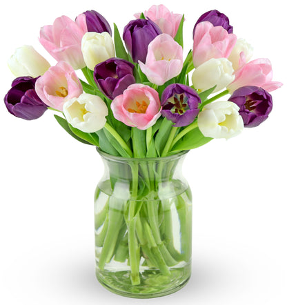 Benchmark Bouquets - White, Pink, Purple Tulips - Fresh Flowers for Delivery - Mothers Day Gifts for Wife - Birthday Flowers for Women - Teacher Appreciation Gifts - Glass Vase Included (20 Stems)