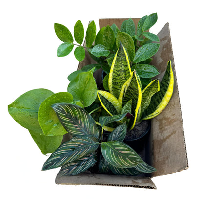 PLANTVERS Set of 4 Assorted Indoor Plants in 4" Grow Pots – Live Houseplants – Easy Care Houseplants - Low Light & Air Purifying Decorative Plants