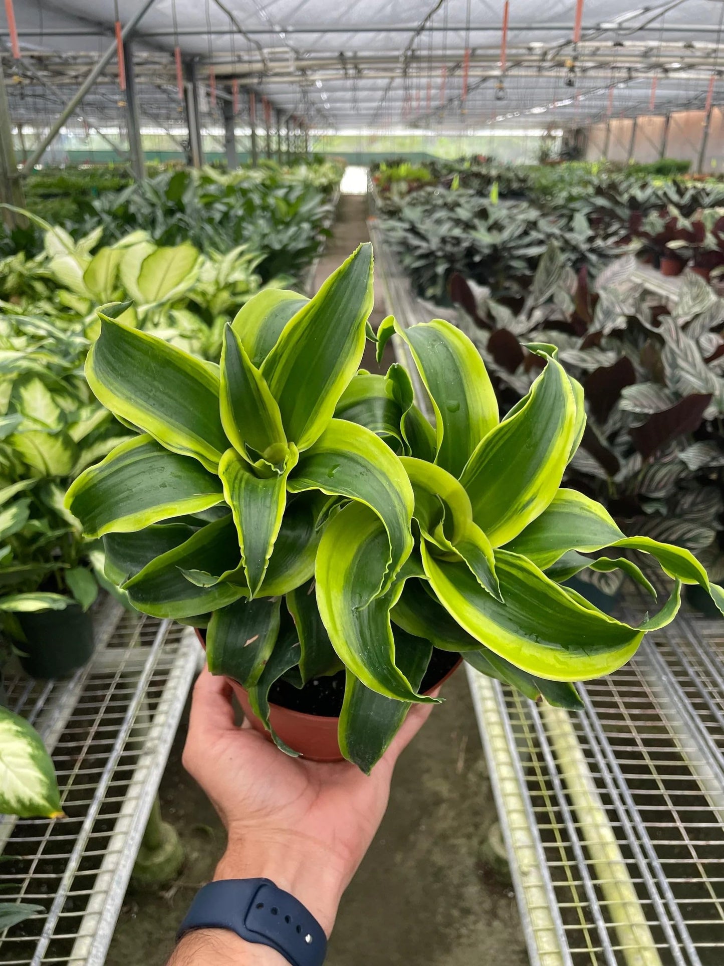 9 Pack Dracaena 'Tornado' in 4in Pot - Live Plants Tropical Houseplants | Variegated | USA Growers | The Snobby Leaf