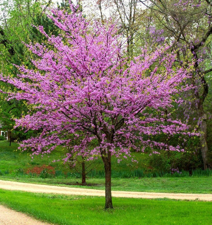 New Life Nursery & Garden / - Eastern Redbud Tree (Cercis), Quart Pot