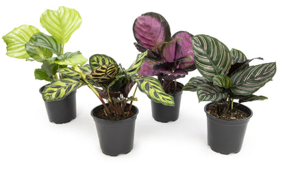 Calathea Prayer Plants Live House Plants Kit (4 PK), Calathea Plant Live Indoor Plant & Money Tree Plant Indoor House Plants, Chinese Money Plant Decor, Bonsai Tree Feng Shui Décor