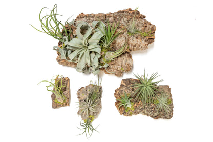 Air Plant Shop Fully Assembled Air Plant Cork Bark Displays - Wholesale and Bulk - Succulents - Live Tillandsia - Easy Care Indoor and Outdoor House Plants (Small)