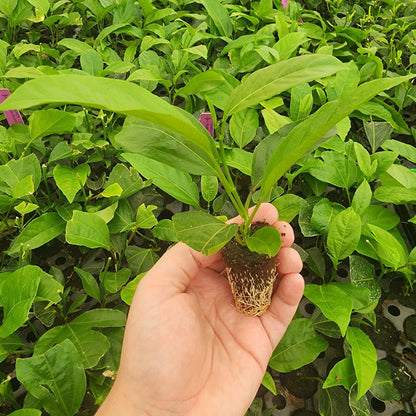 Passion Fruit Live Plant 4 Pack – 'Possum Purple' (Maracuya) — Self-Fertile Passiflora edulis Vine for Trellis, Arbor & Containers — Fast Growing Sweet Purple Fruit. Easy Edible Garden Starter