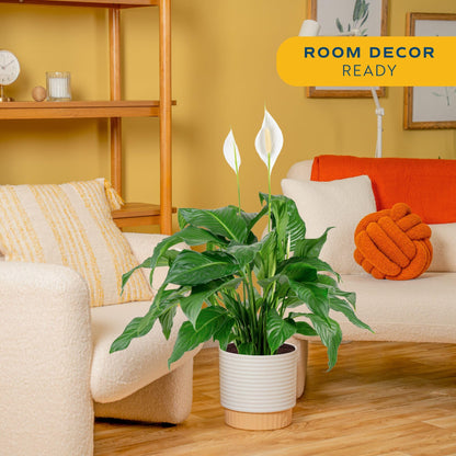 Costa Farms Peace Lily Live Plant in Decorative Pot, Large Air Purifying Flowering Indoor Houseplant, Perfect for Home, Room, or Office Decor, Great House Warming or Birthday Gift, 2-3 Feet Tall
