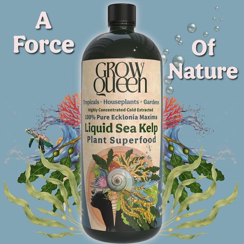 Ecklonia Maxima Organic Liquid Kelp & Seaweed Extract - Root Growth Hormone & Plant Food | 8oz for Hydroponics & Soil