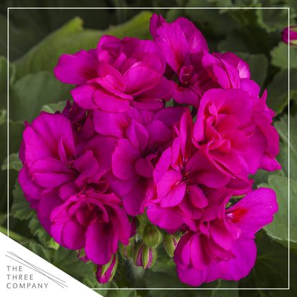 Live Flowering Zonal Geraniums - Purple (3 Plants Per Pack) - Beautiful Spring Flowers - 12" Tall by 5" Wide in 1 Qt Pot