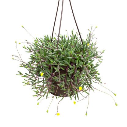 Ruby Necklace Succulent Vine Hanging Basket, Othonna capensis, Live Succulents Plants Live Houseplants, House Plants Indoors Live Indoor House Plants, Unique Live Plant Basket by Plants for Pets