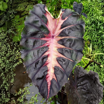 Elephant Ear Plants, Rare Colocasia Plant Live, Perennial Esculenta Taro Alocasia 4-8 Inch Tall, Indoor Outdoor Garden (Variegated Black)