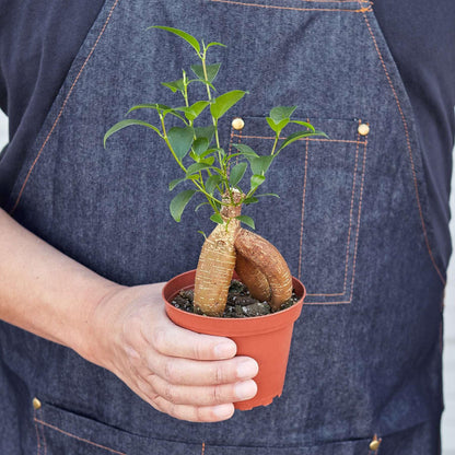 Ficus 'Ginseng' Live Plant for Indoor | Different Houseplants in 4'' & 6'' Pot | Real House Plant for Living Room, Office, Desk & Bathroom | Pot-Bellied Ficus