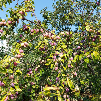 Santa Rosa Plum Trees Live Plants, Live Plum Tree in 3 Gal Pot, Large Plant from 3 Feet Tall, Sweet and Juice Fruit for Outdoor Gardening, No Ship to CA