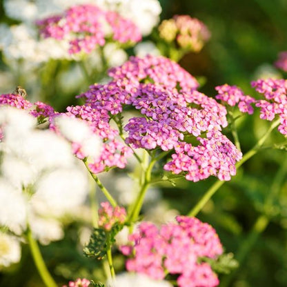 Eden Brothers Yarrow Seeds - Vibrant Colorado Mix for Lush Gardens | Non-GMO, Heirloom Quality