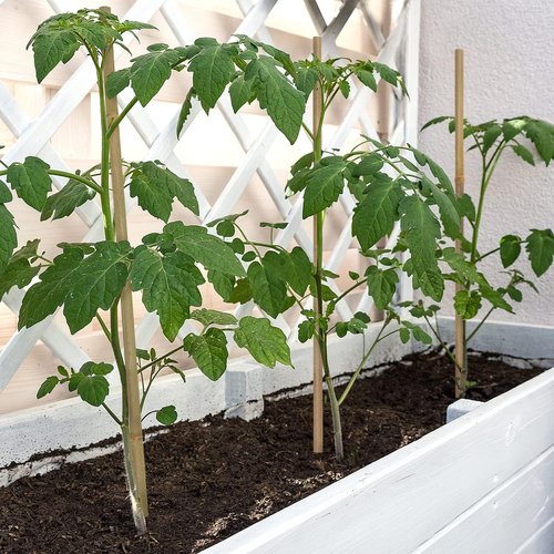 BOVITRO 12-Inch Natural Bamboo Plant Support Stakes - 20 Pcs for Tomatoes, Beans & Potted Plants