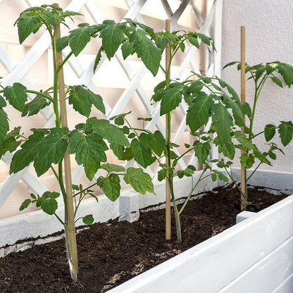 BOVITRO 12-Inch Natural Bamboo Plant Support Stakes - 20 Pcs for Tomatoes, Beans & Potted Plants
