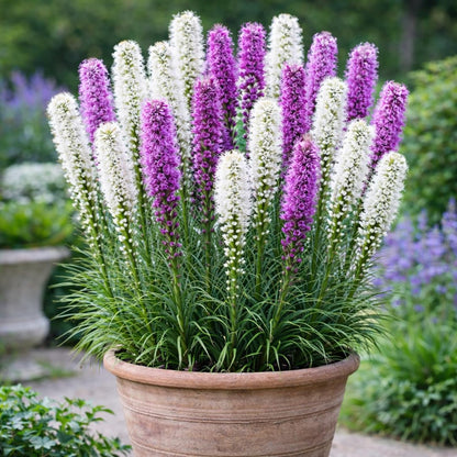 Purple and White Liatris Bulbs (Blazing Star Corms) for Planting – Elegant Tall Flower Spikes – Pollinator Friendly Perennial Garden Plants (20 Bulbs)