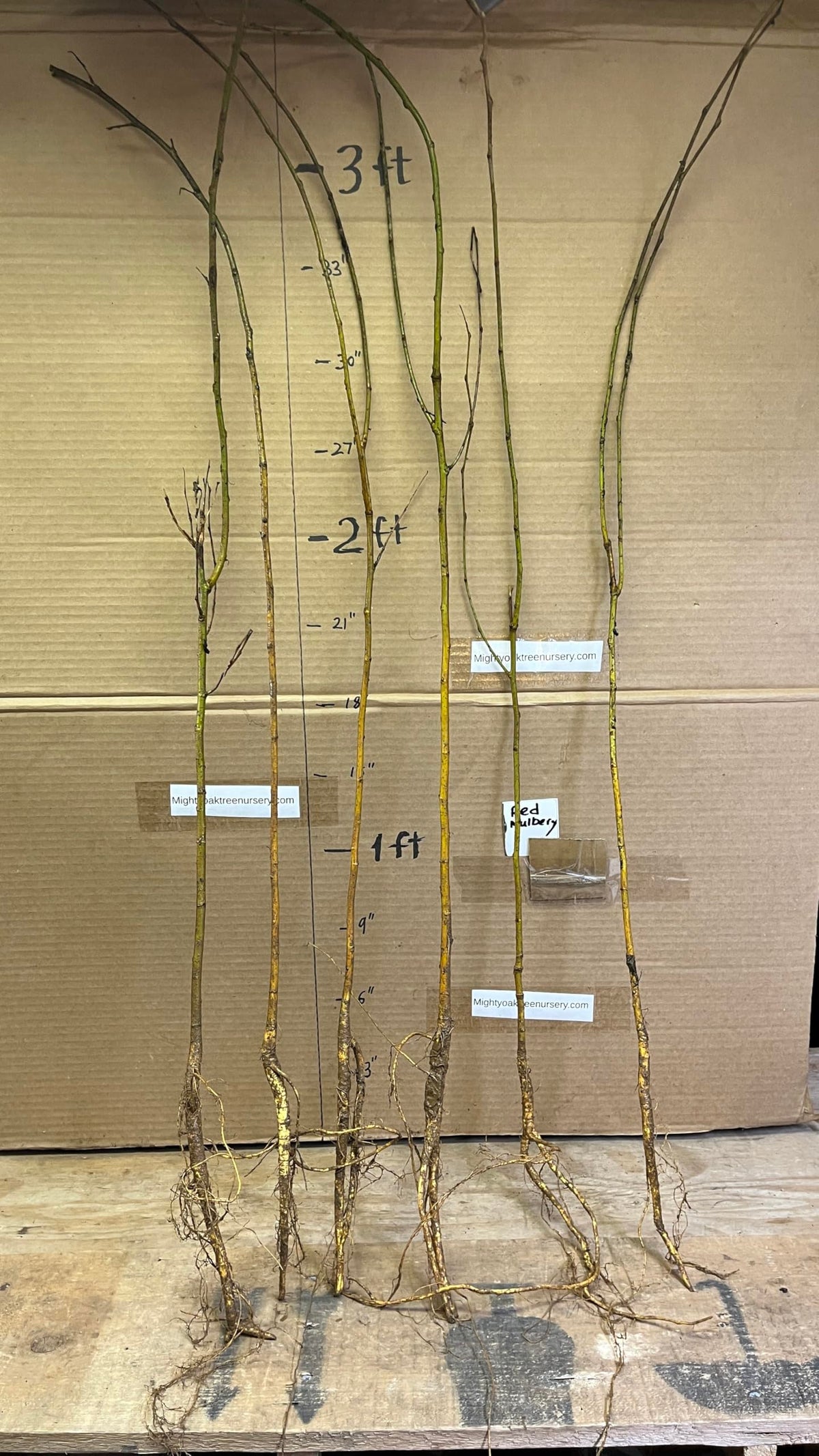 24-36" Tall Red Mulberry (Morus rubra) Plant, Bare Root